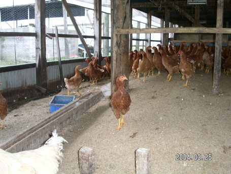 �H���͂S�J����ɂȂ�܂����B�T�������ɎY���J�n�ł��B