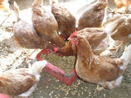 �ϓ���H�ׂ�{